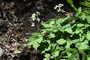 2025-04286686 Mount Auburn Cemetery, MA